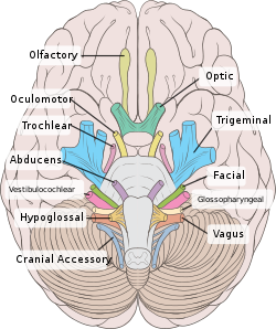 Brain human normal inferior view with labels en.svg